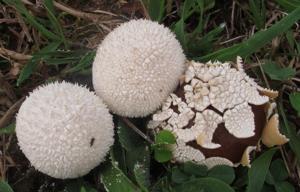 utils/thumbs/Agaricaceae/Lycoperdon_hXdP8DwRTzESigQ8BHuXfa.jpg