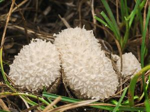 utils/thumbs/Agaricaceae/Lycoperdon_kN3DmpbpB8u6zrexNvs6Av.jpg