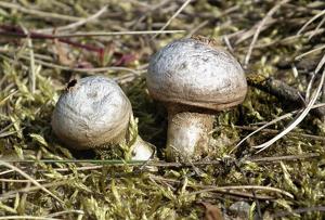 utils/thumbs/Agaricaceae/Lycoperdon_mtVpWm4Qw23SsSeKzG2qoR.jpg