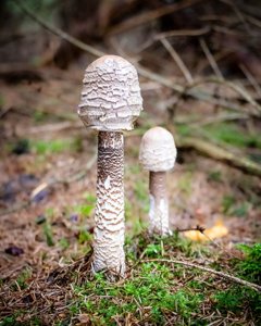 utils/thumbs/Agaricaceae/Macrolepiota_VE28R2sJnB9bNqFVAf9p5J.jpg