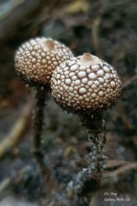 Tulostoma exasperatum