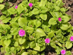 Mesembryanthemum cordifolium
