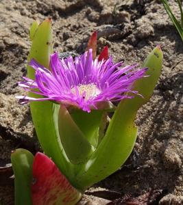 Carpobrotus dimidiatus
