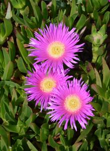 Carpobrotus edulis
