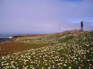 Carpobrotus edulis