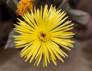 utils/thumbs/Aizoaceae/Carruanthus_83eXSvdd8c8zYV47XdGrno.jpg