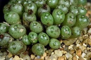 Conophytum minusculum