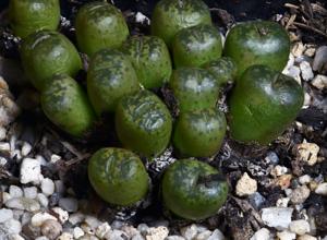 Conophytum pellucidum