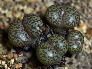 Conophytum pellucidum subsp. pellucidum