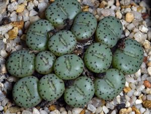 Conophytum obcordellum