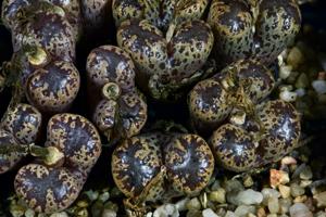 Conophytum pellucidum var. terricolor