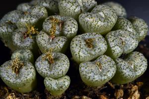 Conophytum comptonii