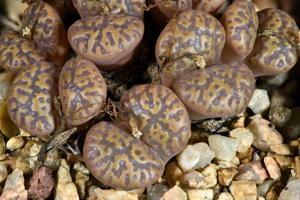 Conophytum pellucidum