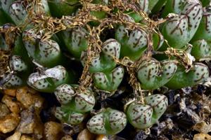 Conophytum tantillum subsp. helenae