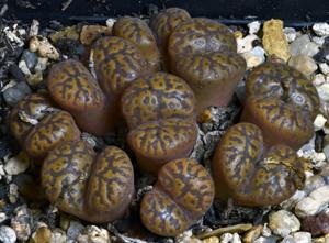 Conophytum pellucidum