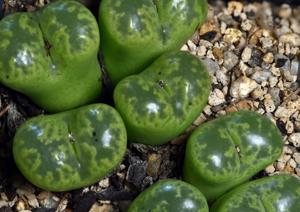 Conophytum pellucidum
