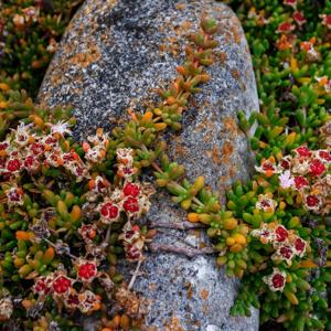 Disphyma crassifolium