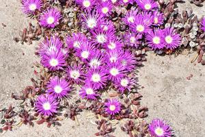 Disphyma crassifolium