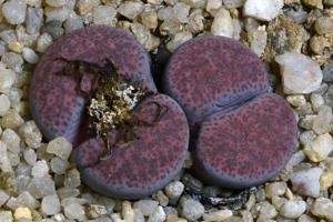 Lithops terricolor