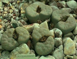Lithops julii