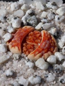 Lithops karasmontana
