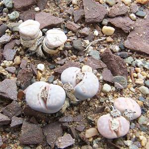 Lithops julii