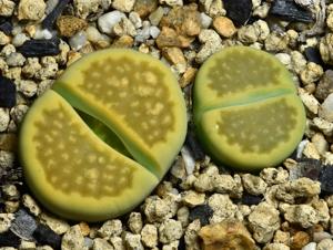 Lithops hallii