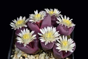 Lithops optica