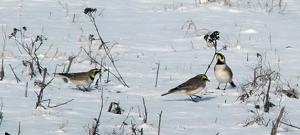 Eremophila alpestris