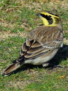Eremophila alpestris