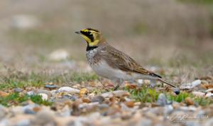 Eremophila alpestris