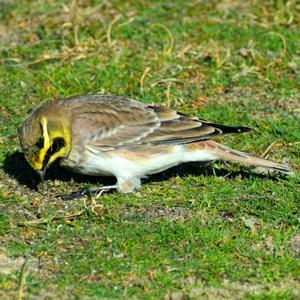 Eremophila alpestris
