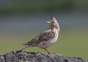 Galerida cristata iwanowi