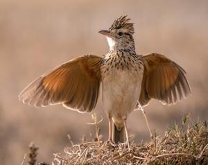 Mirafra africana tropicalis