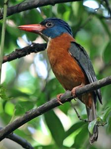 utils/thumbs/Alcedinidae/Actenoides_U5bQocJxe8QzPeukKokr87.jpg