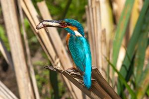 Alcedo atthis