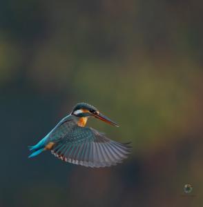 Alcedo atthis