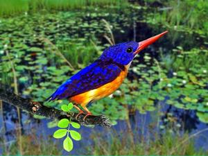 utils/thumbs/Alcedinidae/Ceyx_6e4HBKmp6zA6mfU2bZQLcn.jpg