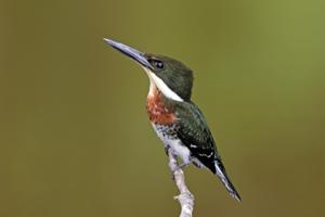 utils/thumbs/Alcedinidae/Chloroceryle_TuWzeQRdse5Z8Sdq7zQsP2.jpg
