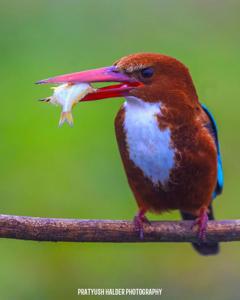 Corythornis leucogaster