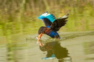 Halcyon cyanoventris