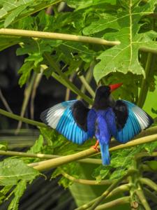 Halcyon cyanoventris