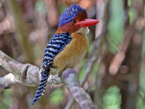 utils/thumbs/Alcedinidae/Lacedo_QbcvDCF8abANhE8QJ99GH4.jpg