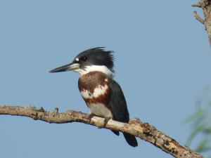 Megaceryle alcyon