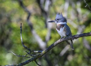 Megaceryle alcyon