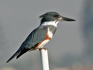 Megaceryle alcyon