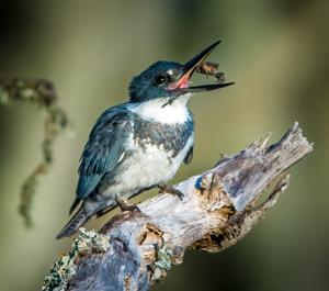 Megaceryle alcyon