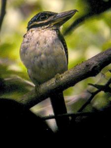 utils/thumbs/Alcedinidae/Melidora_ih8e5JCnmRWR595LVaoAtw.jpg