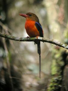 utils/thumbs/Alcedinidae/Tanysiptera_c6xgyBeb2QryzLKyV9URJf.jpg