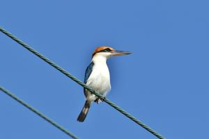 Todiramphus pelewensis